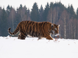 Fototapeta premium Siberian tiger tracing prey on snow in winter russian taiga - Panthera tigris amurensis