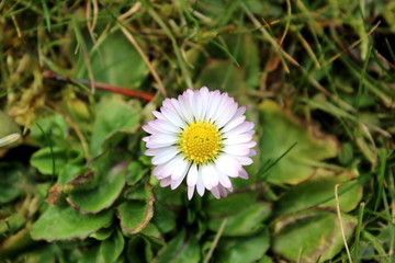 Das erste Gänseblümchen