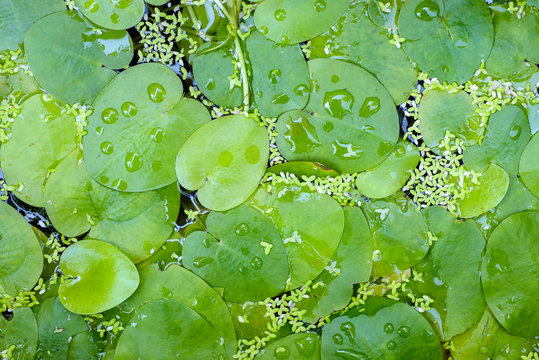 Common Frogbit or European Frogbit Leaves Over the Pond for Nature Background