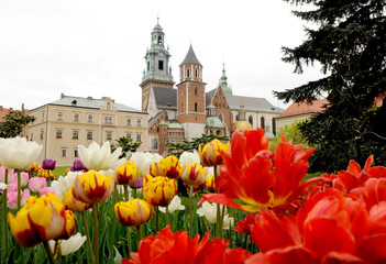 Krakow, Poland, Wawel castle, flowers, tulips
