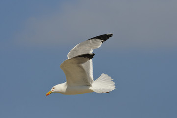 Yellow-legged Gull - Larus michahellis, Greece