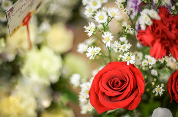 rose in bush with dramatic tone