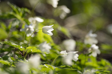 Buds of an anemony are dismissed on a meeting to the spring sun. © Dmitriy Os Ivanov