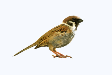 Eurasian Tree Sparrow bird sitting on table wood