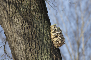 Stepwise build-up mushroom (tinder) on a winding tree bark.