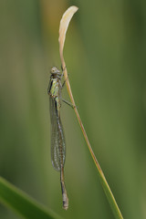 Blue-tailed Damselfly - Ischnura elegans, Crete