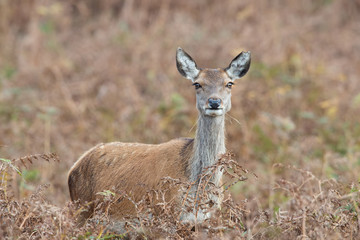 Naklejka na ściany i meble Red Deer Hind (Cervus elaphus)/Red Deer Hind in thick bracken 