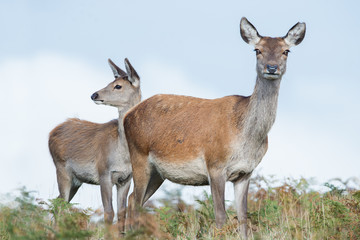 Red Deer Hind & Calf (Cervus elaphus)/Red Deer Hind & Calf in thick bracken 