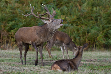 Red Deer Stag (Cervus elaphus)/Red Deer stag bolving