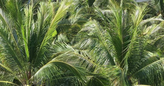 Palm trees background, 4K (Canon EOS 5D Mark IV)