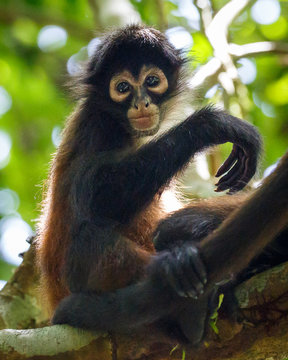 Baby Spider Monkey In The Wild