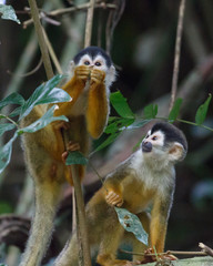 Squirrel Monkey examining something closely