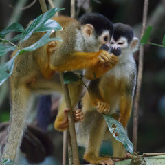 Squirrel Monkey showing another monkey something cool