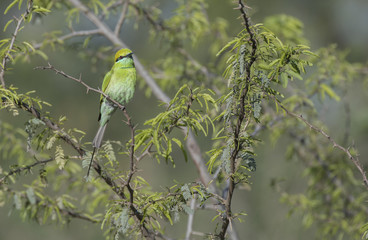Little Green bee eater
