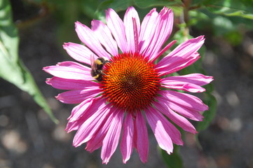 bee on single echinacea flower 