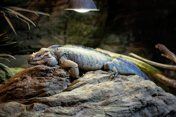 Iguana on the rock
