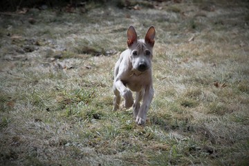 Puppy Thailand Ridgeback