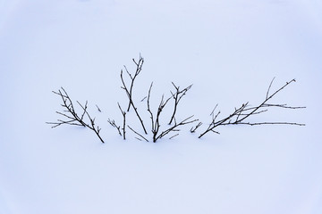 Fototapeta na wymiar Bush in the snow - minimalist image - breathtaking Iceland in winter - amazing landscapes, storms and blizzards - photographers paradise