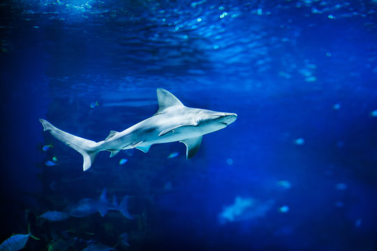 Great white shark swimming