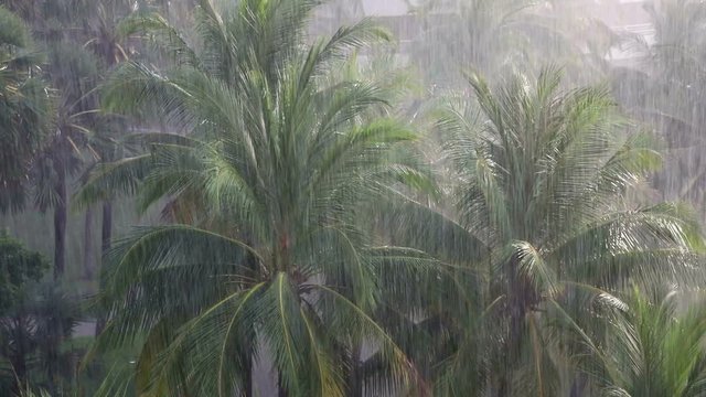  Tropical rain, full hd 1080p 60fps (Canon EOS 5D Mark IV)