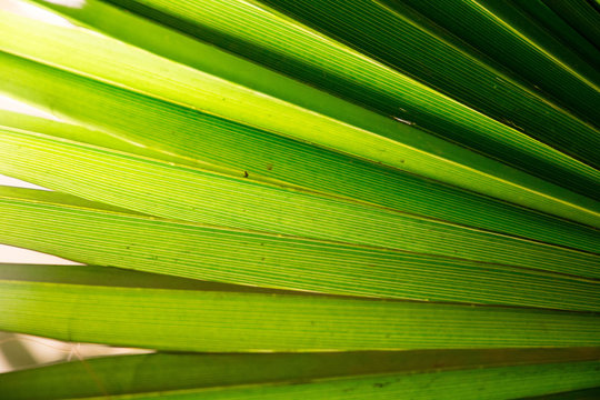 Tropic palm leaf in macro picture with abstract lines useful for background
