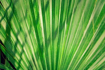 Fototapeta premium Tropic palm leaf in macro picture with abstract lines useful for background