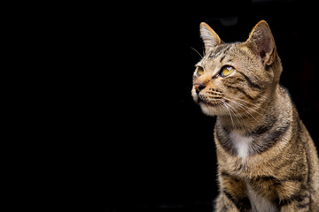 Cute Brown tabby cat on dark background