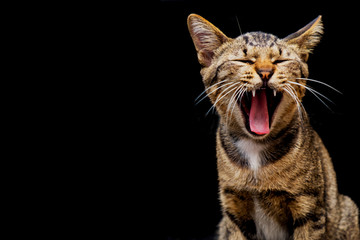 Cute Brown tabby cat are yawning on dark background