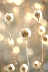 Obraz premium GoldFlower