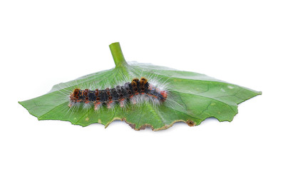 Caterpillar with green leaf on a white background
