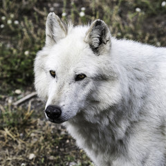 White Wolf