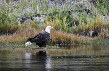 Bald Eagle on Riverbank