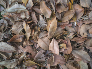 dry leaves texture on ground