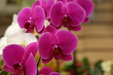 Fototapeta na wymiar Pink orchids shallow depth of field