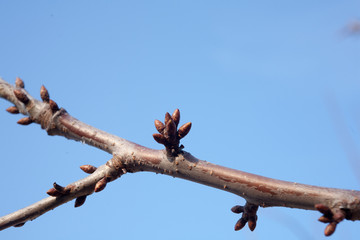 tree buds come alive and swollen tree