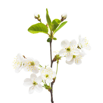 A branch of cherry blossoms isolated on white background. Flower. Easter
