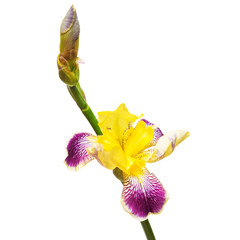 Yellow-purple flowers iris isolated on white background. Flat lay, top view. Easter