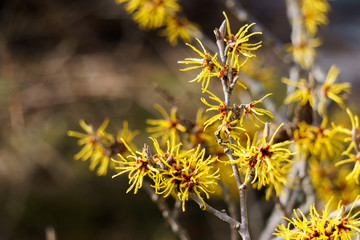 blühende Japanische Zaubernuss