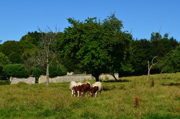 Vaches dans un herbage (Normandie)