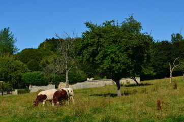 Vaches dans un herbage (Normandie)