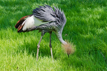 Crowned Crane