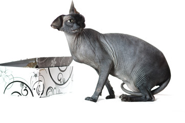 black Sphinx cat