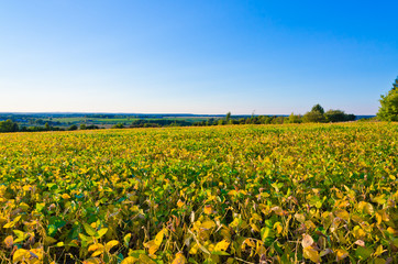 Field of soybeans