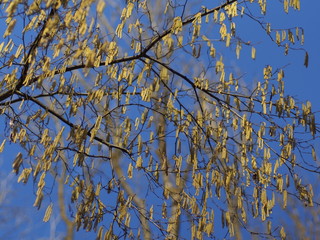 Haselnusskätzchen im Frühling - Niesalarm für Pollenallergiker 