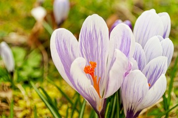 Crocus Flowers in Spring