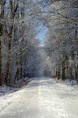 zimowa ścieżka wśród drzew pokrytych szadzią  - obrazy, fototapety, plakaty
