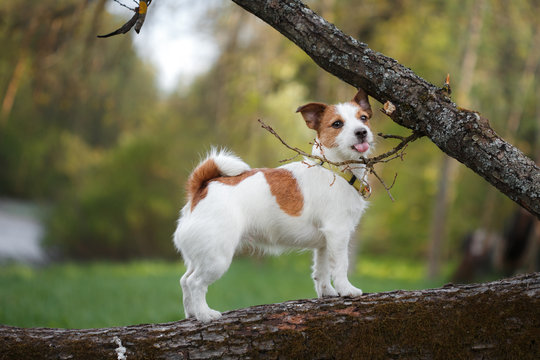 dog outdoors in a tree outside, breed Jack Russell Terrier