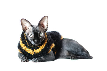 black Sphinx cat