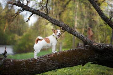 dog outdoors in a tree outside, breed Jack Russell Terrier