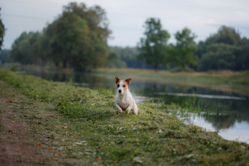Portrait of a Jack Russell terrier outdoors. A dog on a walk in the park